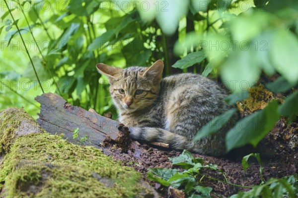 A cat is lying relaxed on the ground surrounded by green vegetation in the forest, European wild cat (Felis silvestris), summer, Germany