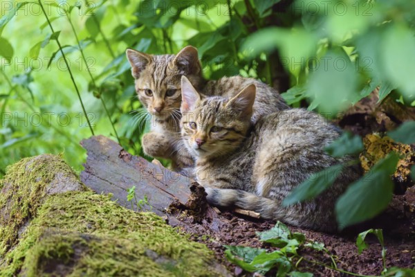 Two young cats lie cuddling and relaxing on moss-covered soil in the forest, European wildcat (Felis silvestris), summer, Germany