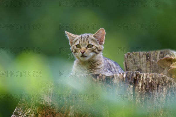 A young cat looks out curiously from behind a tree stump surrounded by greenery, European wildcat (Felis silvestris), summer, Germany