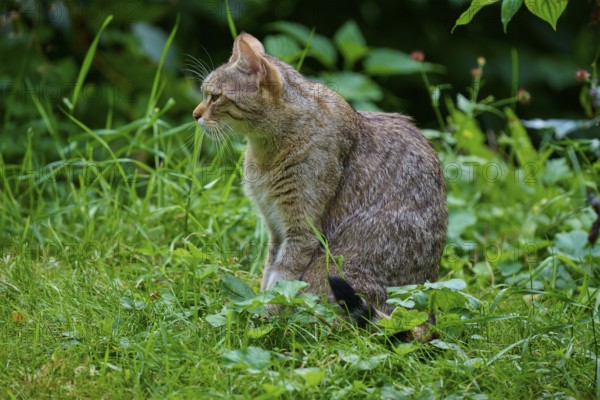 A cat sits in the green grass of a garden surrounded by lush vegetation, European wildcat (Felis silvestris), summer, Germany