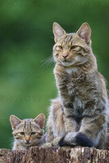 Adult cat sitting proudly on a tree stump, with a kitten near it, green leaves in the background, European wild cat (Felis silvestris), summer, Germany