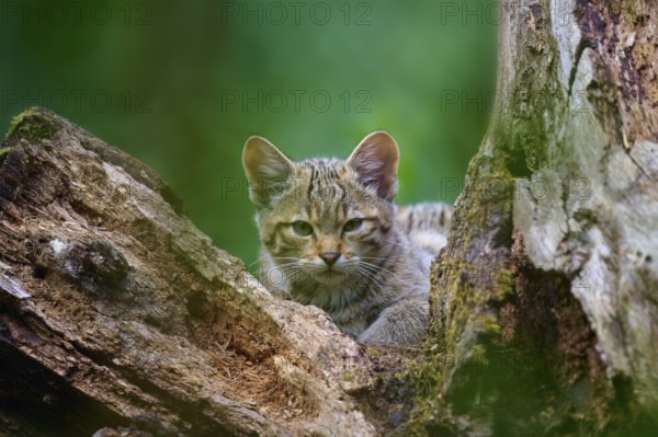 A young wild cat looks out of a tree hiding place surrounded by moss and bark, European wildcat (Felis silvestris), summer, Germany