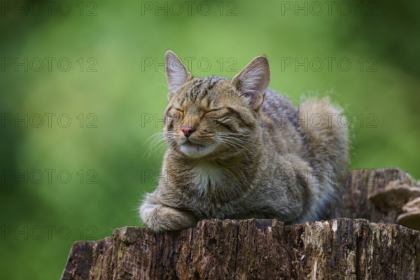 A wild cat sleeps peacefully on a tree stump while the sun shines through the green leaves, European wildcat (Felis silvestris), summer, Germany