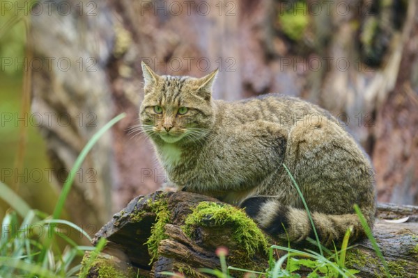 A cat sits alert on a mossy tree trunk in a natural environment, European wildcat (Felis silvestris), summer, Germany
