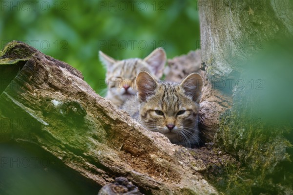 Two young wild cats rest hidden in a tree, protected by the thick foliage, European wildcat (Felis silvestris), summer, Germany