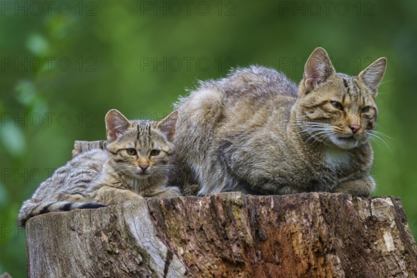 Adult cat and kitten sitting relaxed on a tree stump against a blurred green background, European wild cat (Felis silvestris), summer, Germany