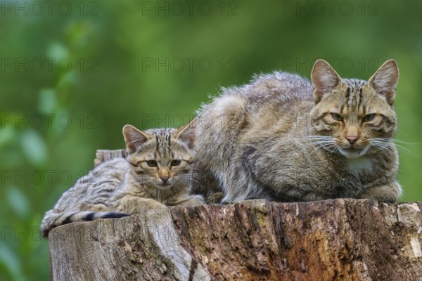 An adult cat and a kitten wake attentively on a tree stump in the countryside, European wildcat (Felis silvestris), summer, Germany