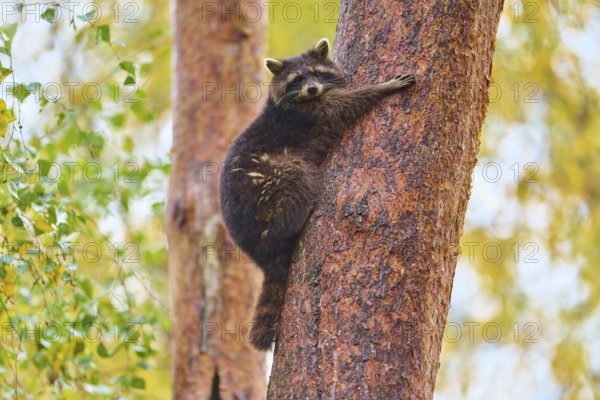 A raccoon clings to a tree in autumn forest, raccoon (Procyon lotor), autumn, Germany