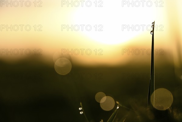 Dew drops on a blade of grass in the golden backlight Lower Rhine, North Rhine-Westphalia, Germany