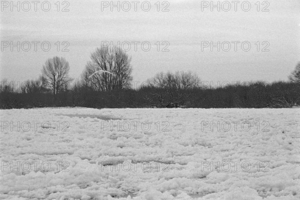 Frozen Elbe, swan flying over ice rink, Bleckede, Lower Saxony, Germany, January 03, 1997, vintage, retro, old, historic
