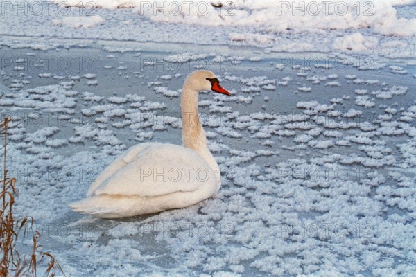 Swan sitting on ice rink, frozen Elbe, Bleckede, Lower Saxony, Germany, January 03, 1997, vintage, retro, old, historic