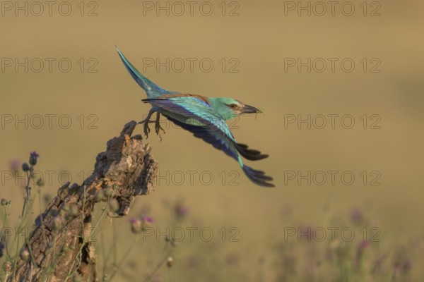 Blue racke (Coracias garrulus), starting from sitting room in a flower meadow, Kiskunság National Park, Hungary