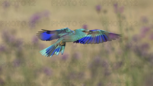 Blue racquet (Coracias garrulus), with beetle in its beak flying through a flower meadow, Kiskunság National Park, Hungary