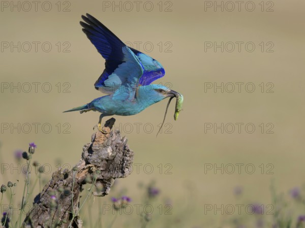Blue racquet (Coracias garrulus), starting from sitting room in a flower meadow with captured sand lizard (Lacerta agilis), in its beak, Kiskunság National Park, Hungary