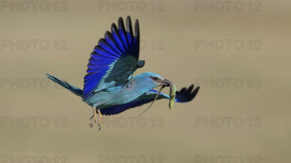 Blue racke (Coracias garrulus), flying with captured sand lizard (Lacerta agilis), in its beak, Kiskunság National Park, Hungary