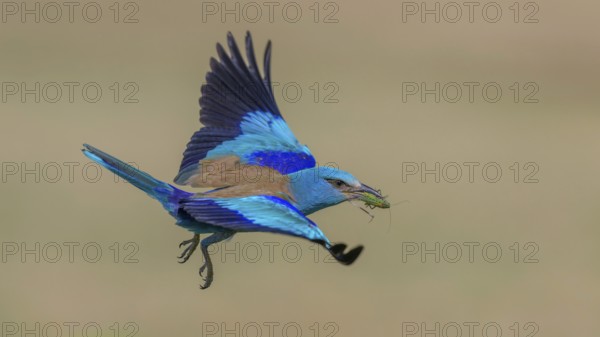 Blue racke (Coracias garrulus), flying with insect in its beak, Kiskunság National Park, Hungary