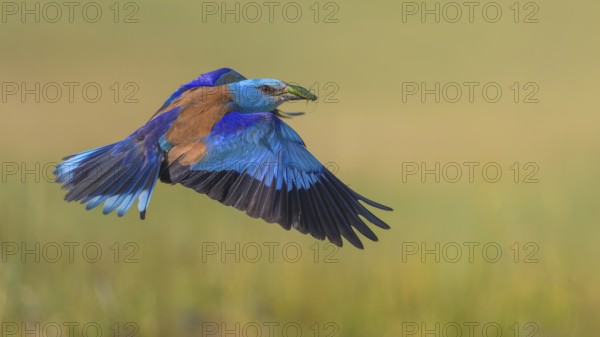 Blue racke (Coracias garrulus), flying in a meadow landscape with an insect in its beak, Kiskunság National Park, Hungary