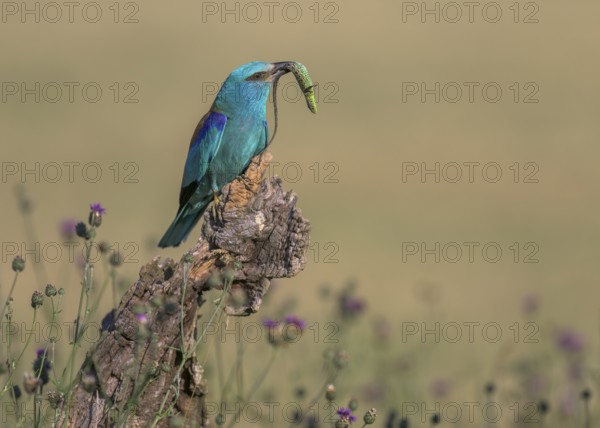 Blue racquet (Coracias garrulus) sitting in a flower meadow with captured sand lizard (Lacerta agilis), in its beak, Kiskunság National Park, Hungary
