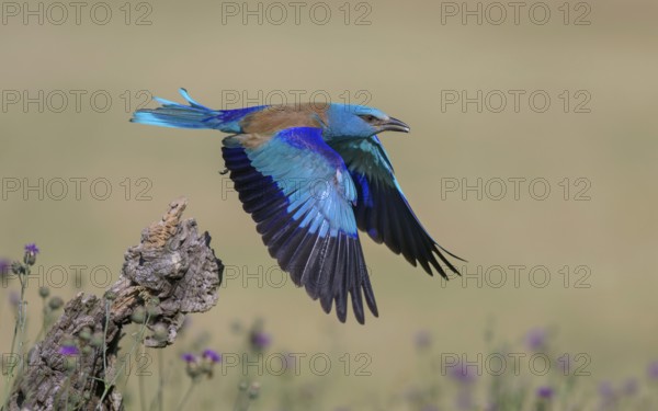 Blue racke (Coracias garrulus), starting from sitting room in a flower meadow with insect in its beak, Kiskunság National Park, Hungary