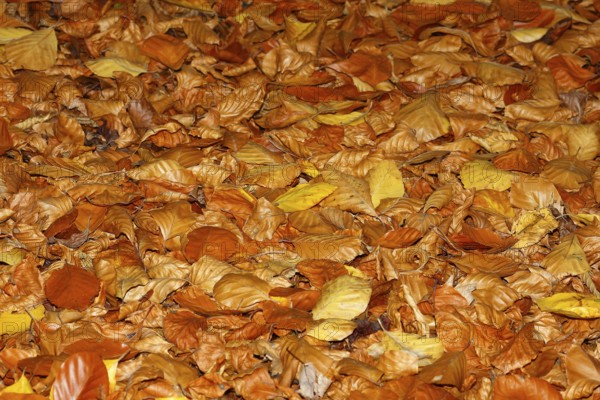 Beech (Fagus) leaves, in autumn, North Rhine-Westphalia, Germany