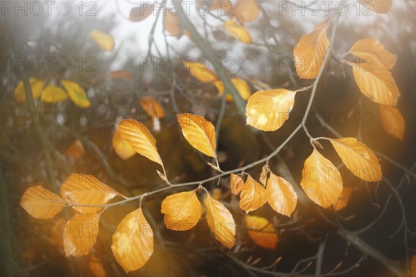 Beech (Fagus) leaves, close-up, alienation, in autumn, North Rhine-Westphalia, Germany