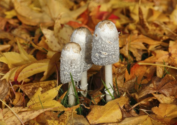 Schopftintling (Coprinus comatus), group in autumn leaves, North Rhine-Westphalia, Germany