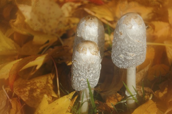 Schopftintling (Coprinus comatus), group in autumn leaves, alienation, North Rhine-Westphalia, Germany