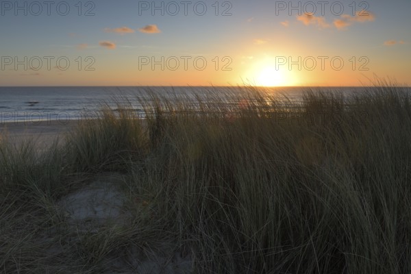Dune landscape with beach grass on the North Sea, Texel, North Holland, Netherlands