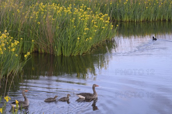 Blooming marsh iris (Iris peudacorus) in the wetland in dune landscape, Texel, North Holland, the Netherlands
