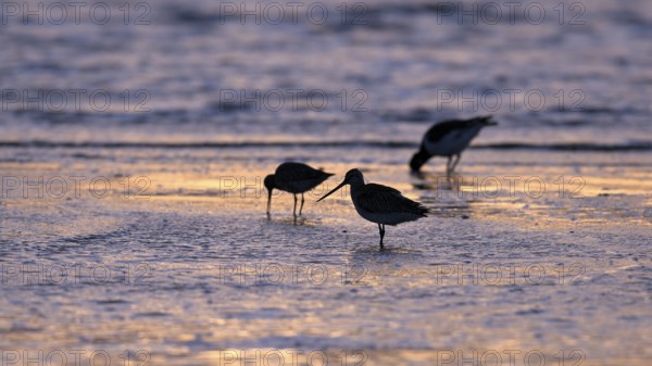 Pod-tailed woodcock (Limosa lapponica) in backlight on the beach, Texel, North Holland, the Netherlands