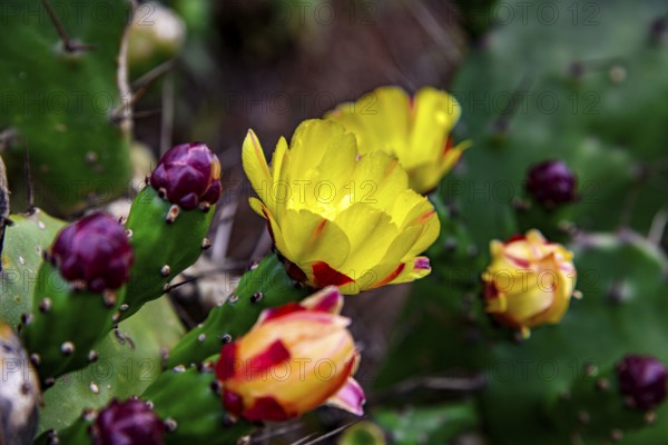 Detail of an Opuntia cactus full of yellow flowers and buds, Minas Gerais, Brazil