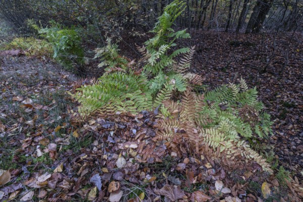 Royal fern (Osmunda regalis) in autumn leaves, Emsland, Lower Saxony, Germany