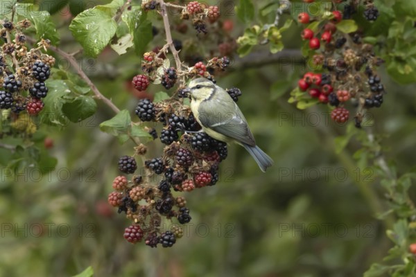Blue tit (Cyanistes caeruleus) adult bird in a hedgerow on blackberries in summer, England, United Kingdom