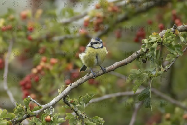 Blue tit (Cyanistes caeruleus) adult bird in a Hawthorn hedgerow with red berries in summer, England, United Kingdom