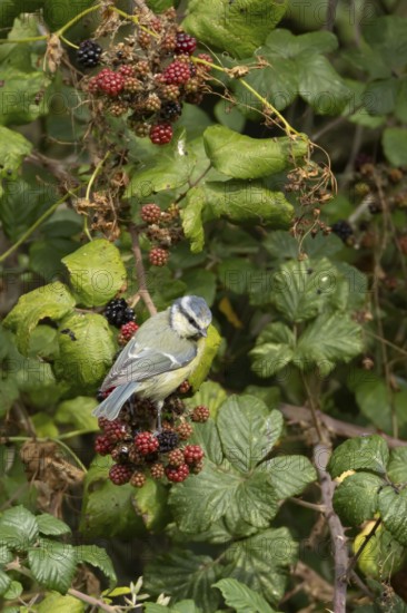 Blue tit (Cyanistes caeruleus) adult bird in a hedgerow on blackberries in summer, England, United Kingdom