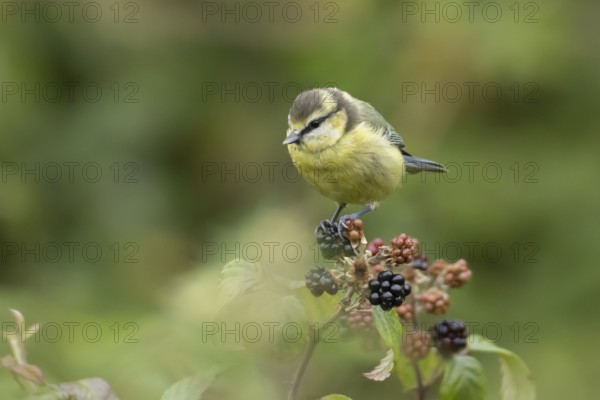 Blue tit (Cyanistes caeruleus) adult bird on blackberries in summer, England, United Kingdom