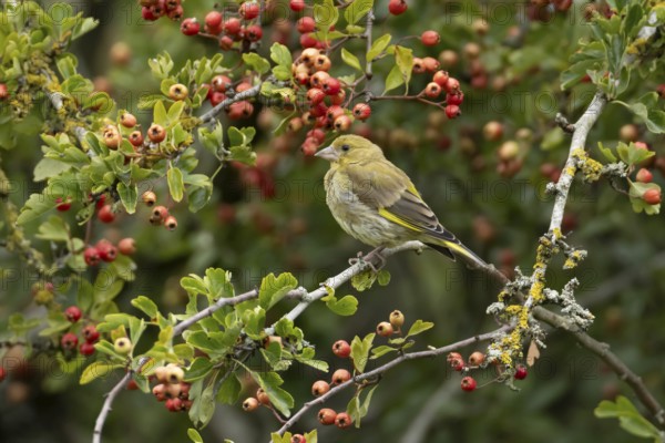 European greenfinch (Chloris chloris) adult bird in a Hawthorn hedgerow with red berries in summer, England, United Kingdom