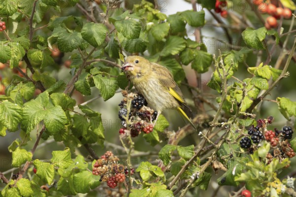 Eurasian greenfinch (Chloris chloris) adult bird in a hedgerow feeding on blackberries in summer, England, United Kingdom