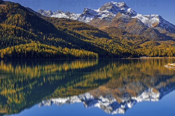 Mountain lake, reflection, mountains, larch forest, autumn discoloration, autumn, sunny, Silvaplana, Engadin, Switzerland
