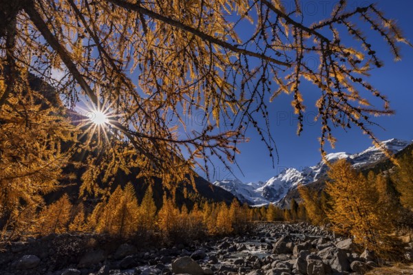 River, larch forest, autumn color, autumn, mountains, glaciers, morning light, Morteratsch Valley, Morteratsch Glacier, Engadin, Switzerland