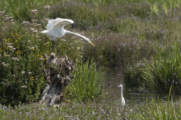 Great white egret (Ardea alba) adult bird on a tree stump amongst summer flowers looking down at a Little egret (Egretta garzetta) in a lake, England, United Kingdom