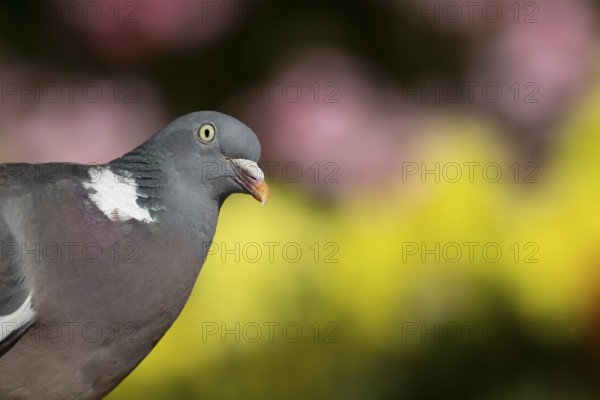 Wood pigeon (Columba palumbus) adult bird head portrait, England, United Kingdom