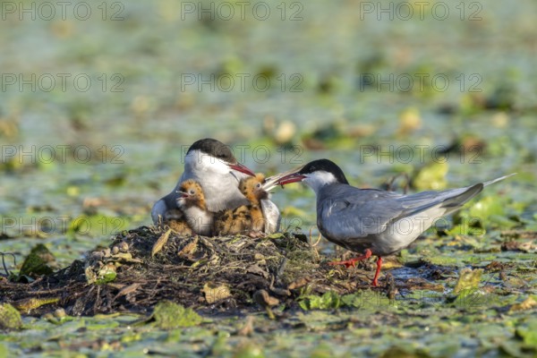 White-bearded terns (Childonias hybride) feeding with young birds on their nest, Danube Delta, Romania