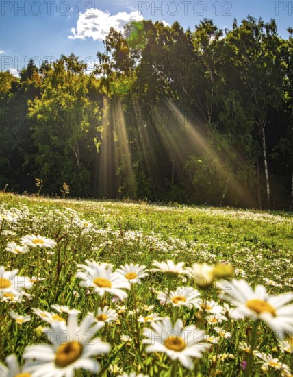 A sunlit meadow with daisies against a forest backdrop under a blue sky, Late summer country landscape with daisies meadow and sunbeams, forest in blurred background, hilly landscape in sunrise or sunset, tranquil nature template or poster for beauty of nature, AI generated