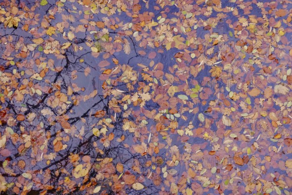 Autumn leaves in a lake, Germany