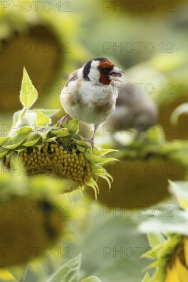 European goldfinch (Carduelis carduelis) adult bird feeding on a sunflower seed in a field of sunflowers, England, United Kingdom