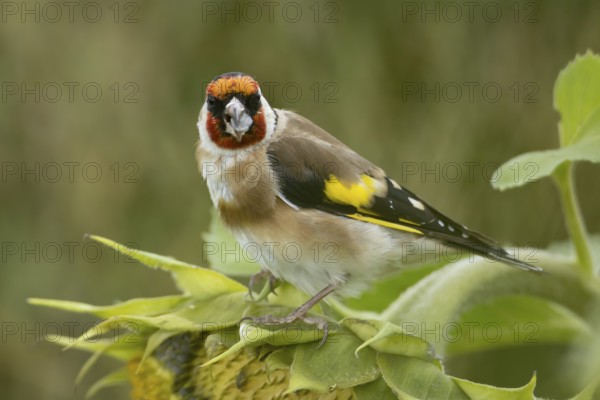 European goldfinch (Carduelis carduelis) adult bird feeding on a sunflower seed in a field of sunflowers, England, United Kingdom