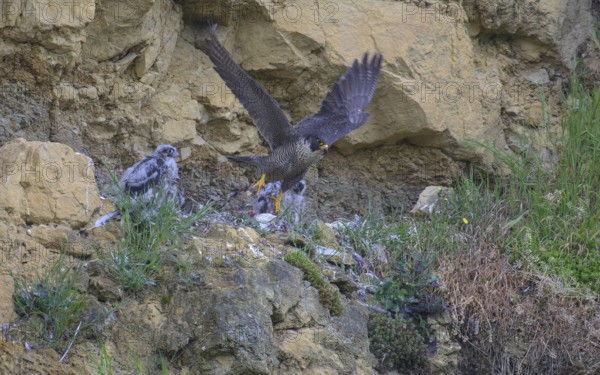Peregrine falcon (Falco peregrinus), adult female taking off from Felsenhorst after feeding nestlings in picturesque rocky scenery, biosphere area, Swabian Jura, Baden-Württemberg, Germany