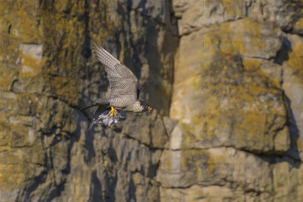Peregrine falcon (Falco peregrinus), adult female flying with prey in picturesque rocky scenery, biosphere area, Swabian Jura, Baden-Württemberg, Germany