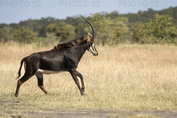 Sable Antelope (Hippotragus niger), side view of animal running to the right. Chobe National Park, Botswana